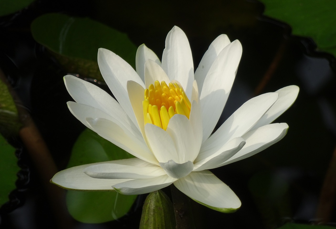 lily water lily white free photo