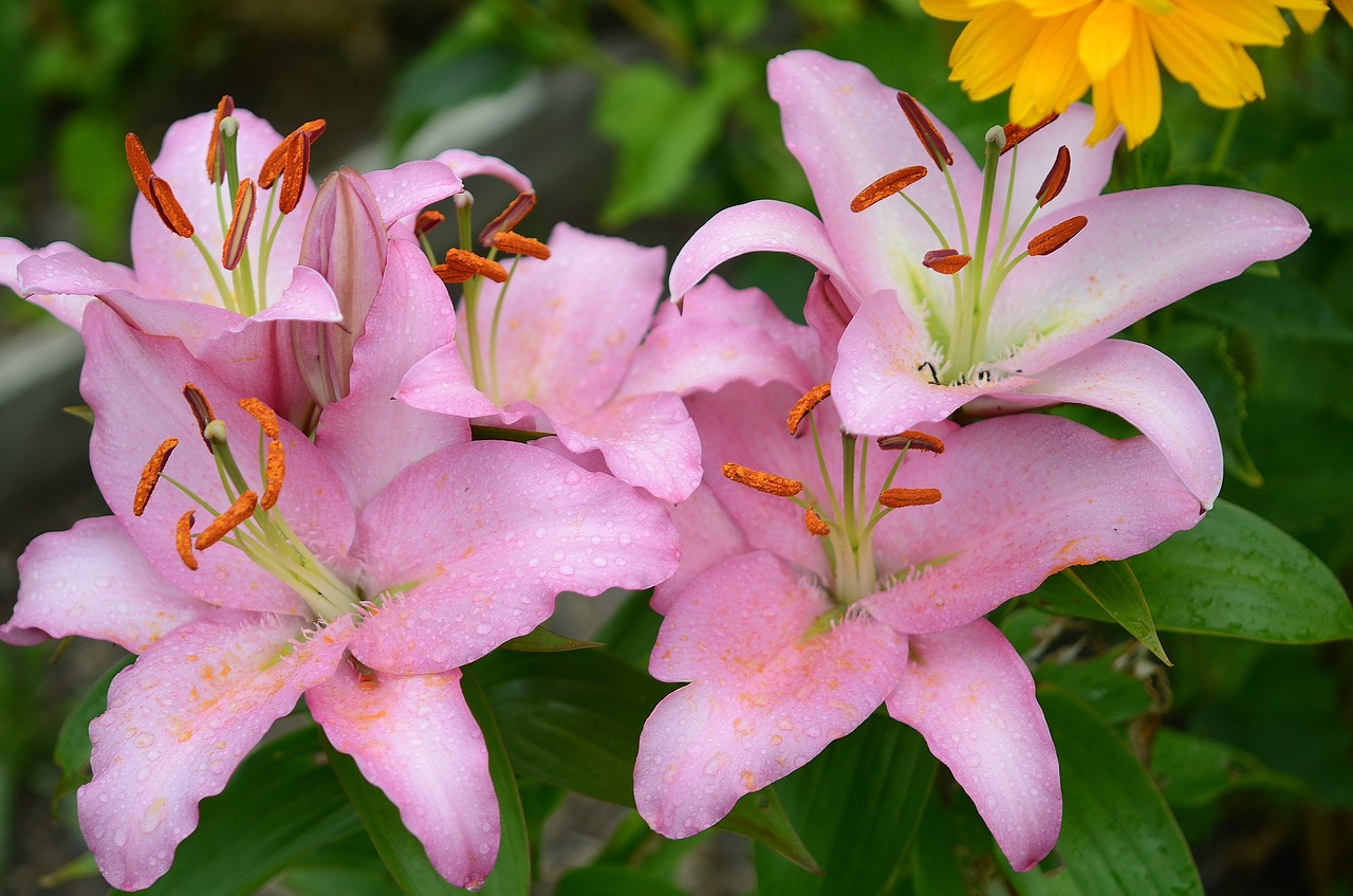 lily flower floral free photo