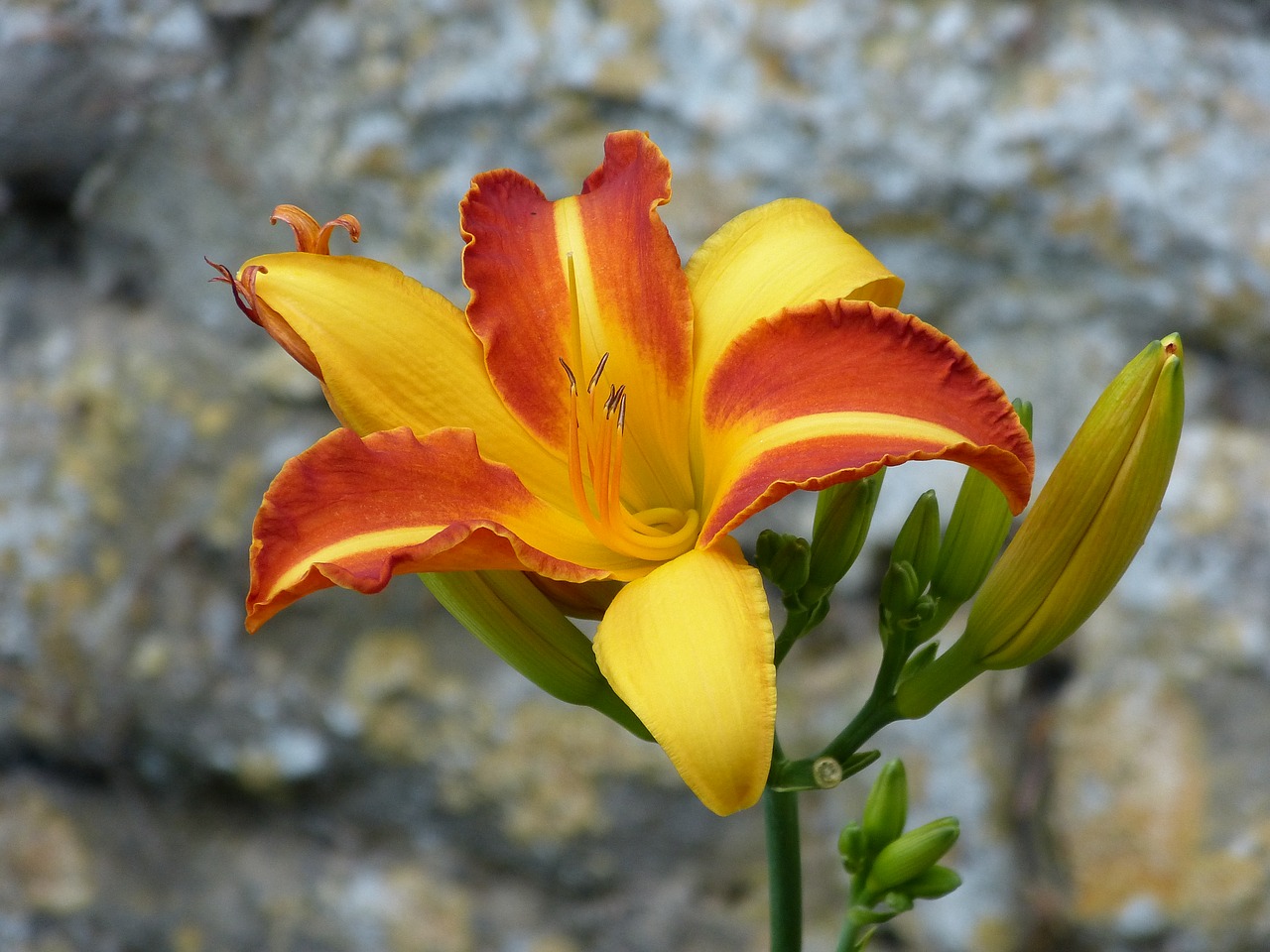 lily flower blossom free photo