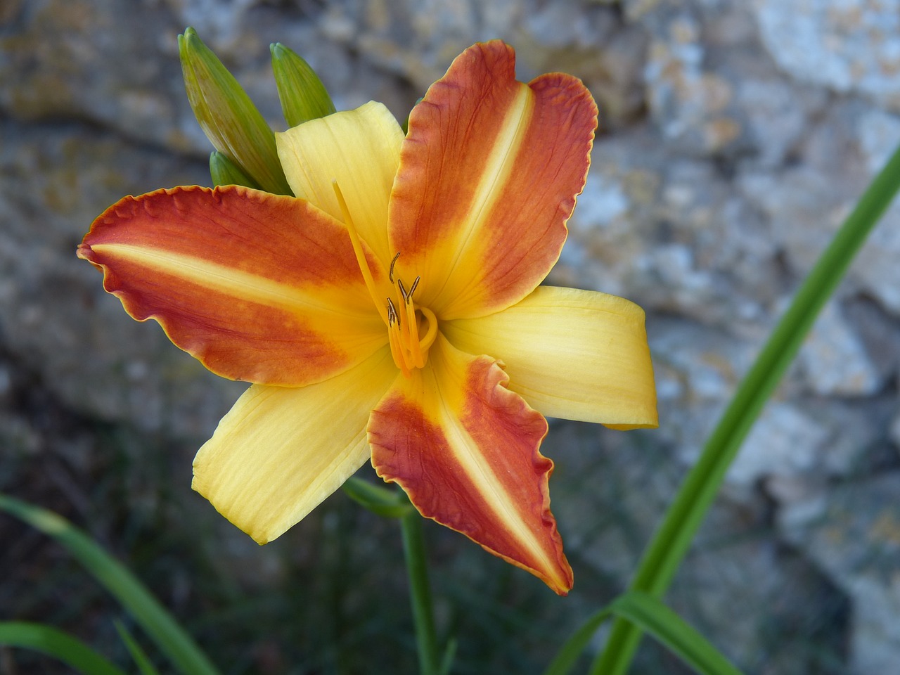 lily summer flower free photo