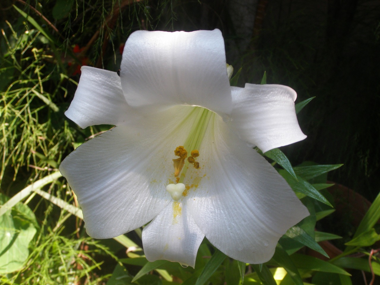 lily white nature free photo