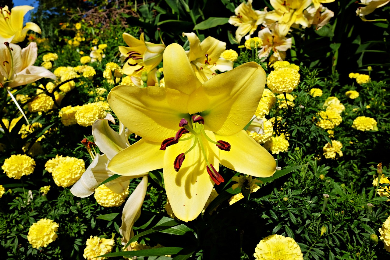 lily flower garden free photo