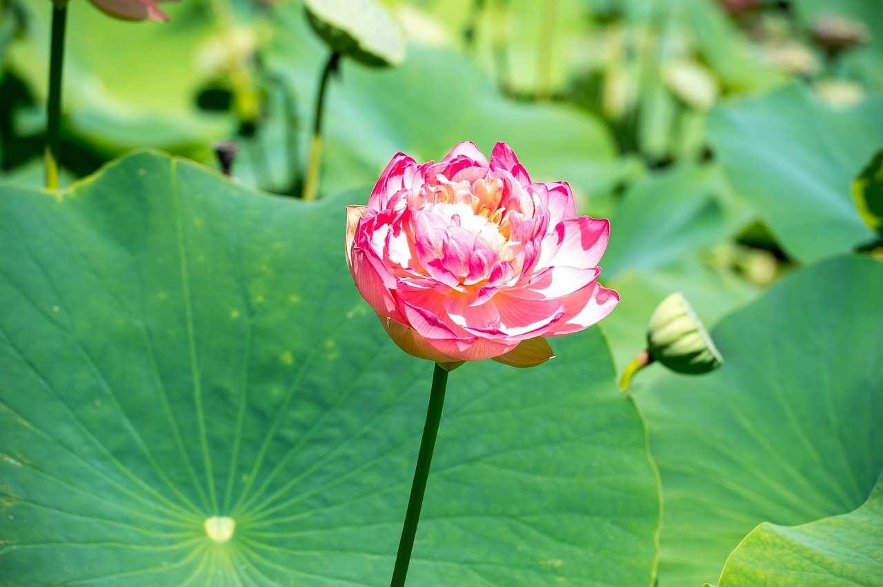 lily water water lily free photo