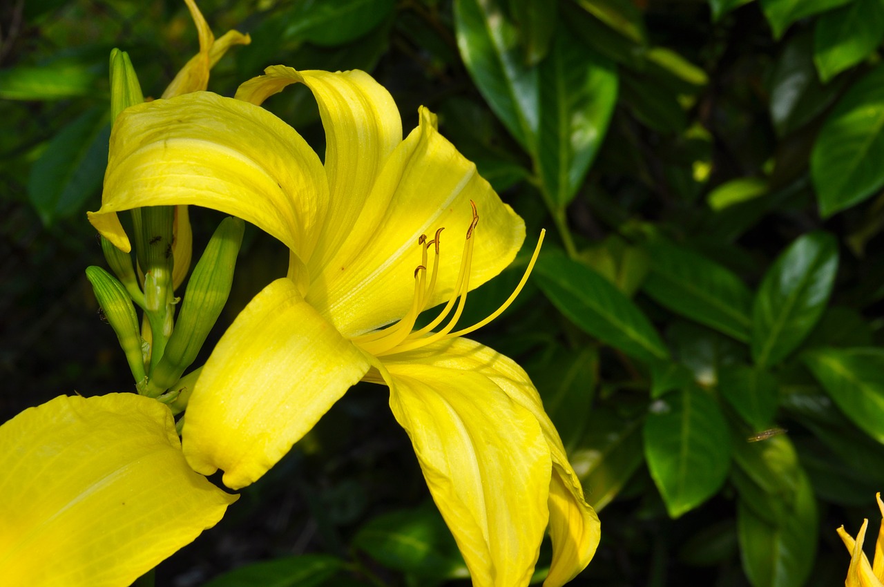 lily blossom bloom free photo