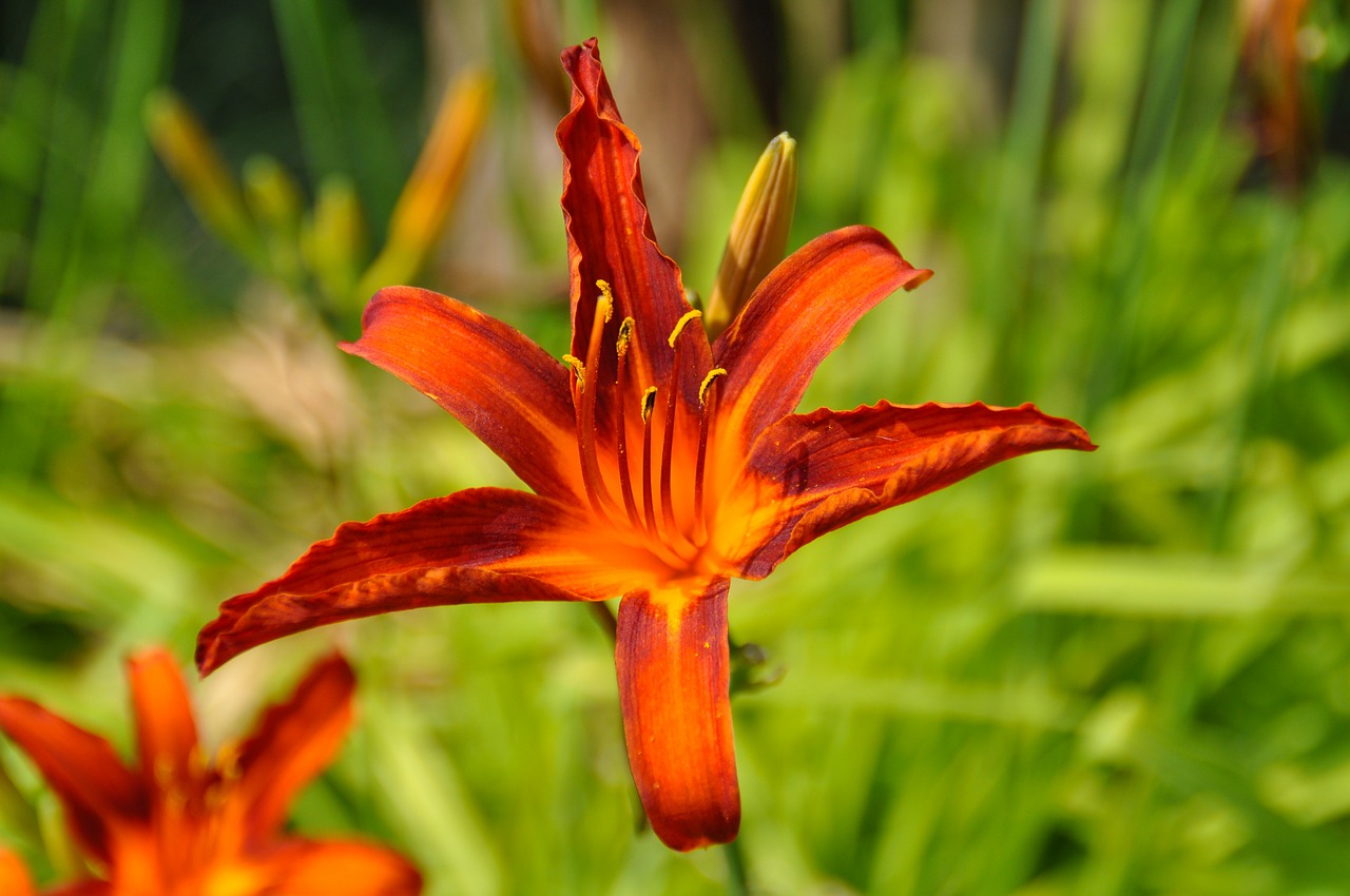 lily blossom bloom free photo