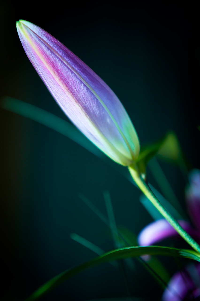 lily pink flower free photo