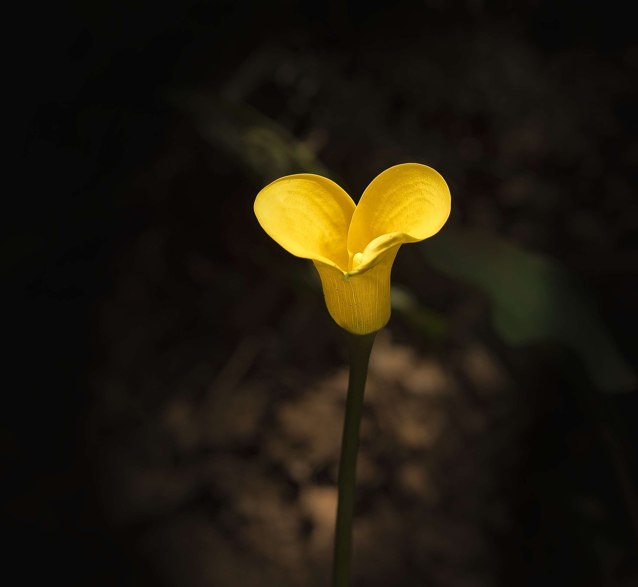lily yellow flora free photo