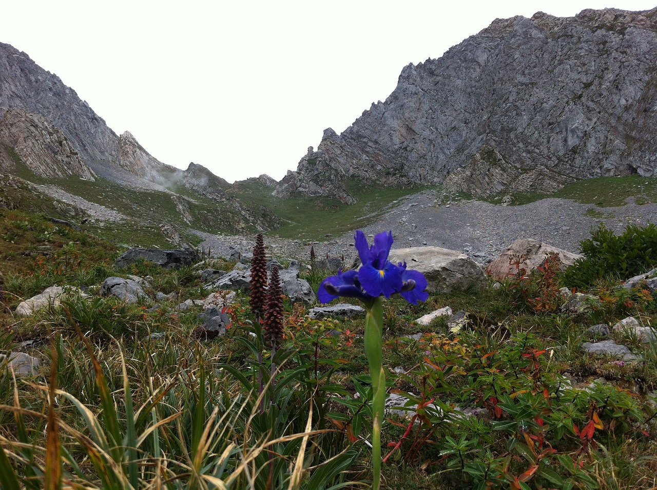 lily mountain asturias free photo