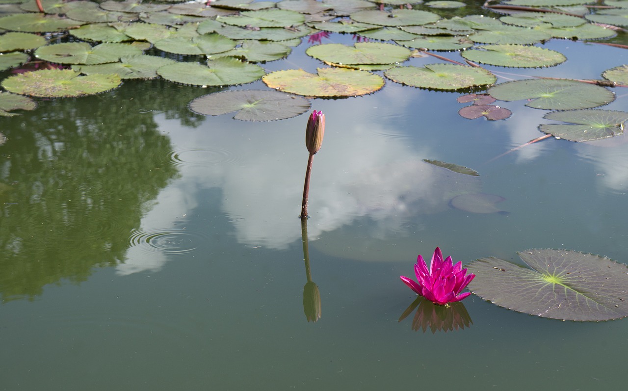 lily water natural free photo