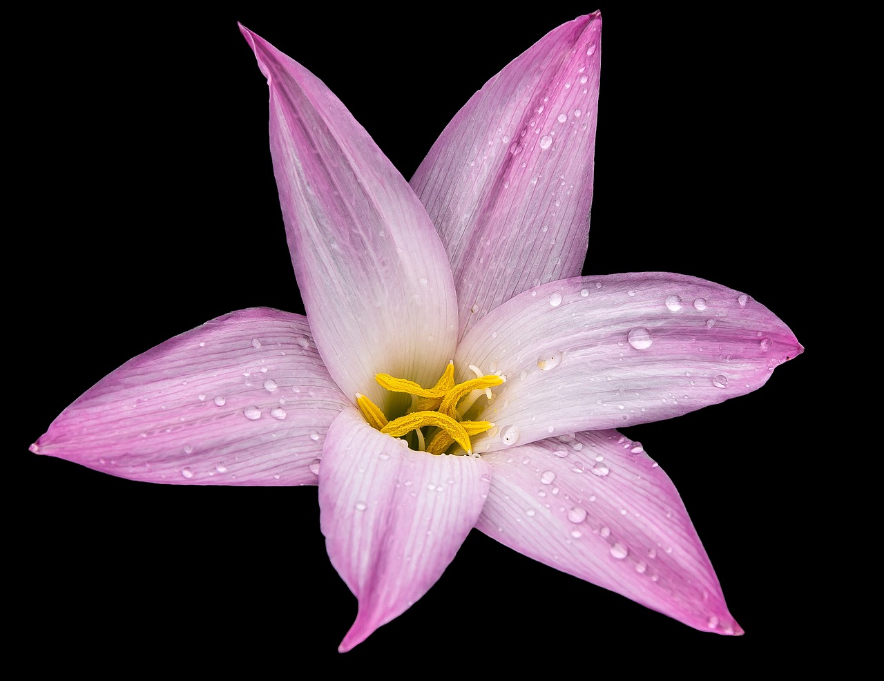 lily flower blossom free photo