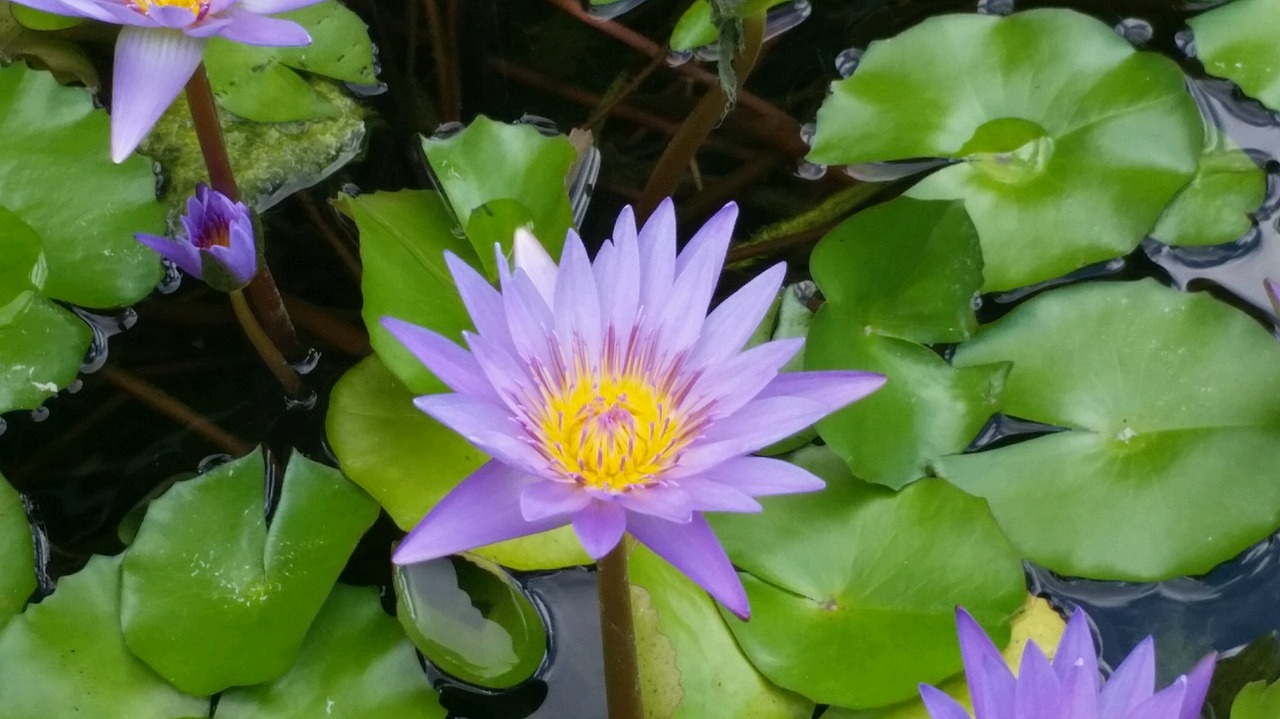 lily pad lotus free photo