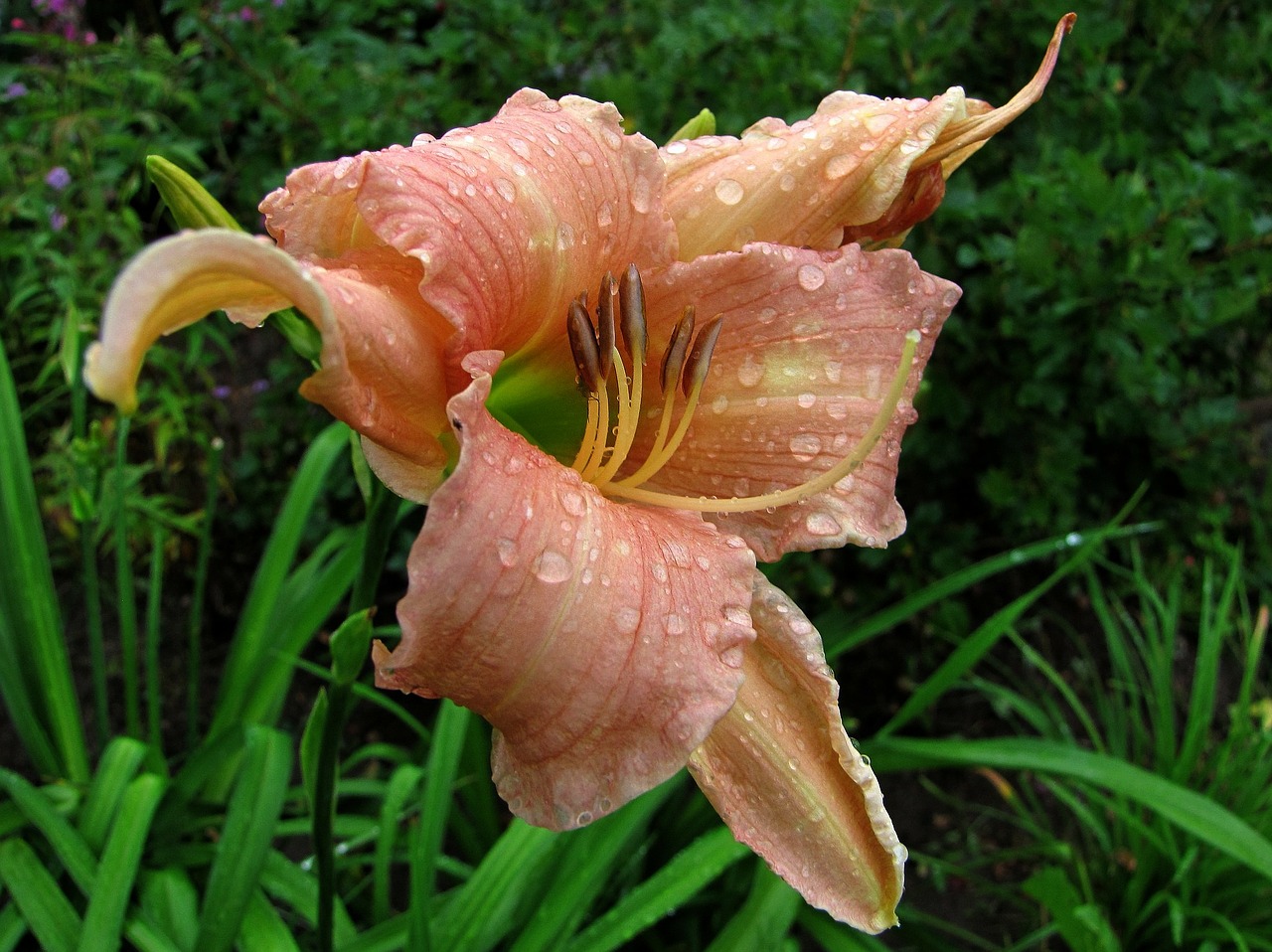 lily garden flower day lily free photo