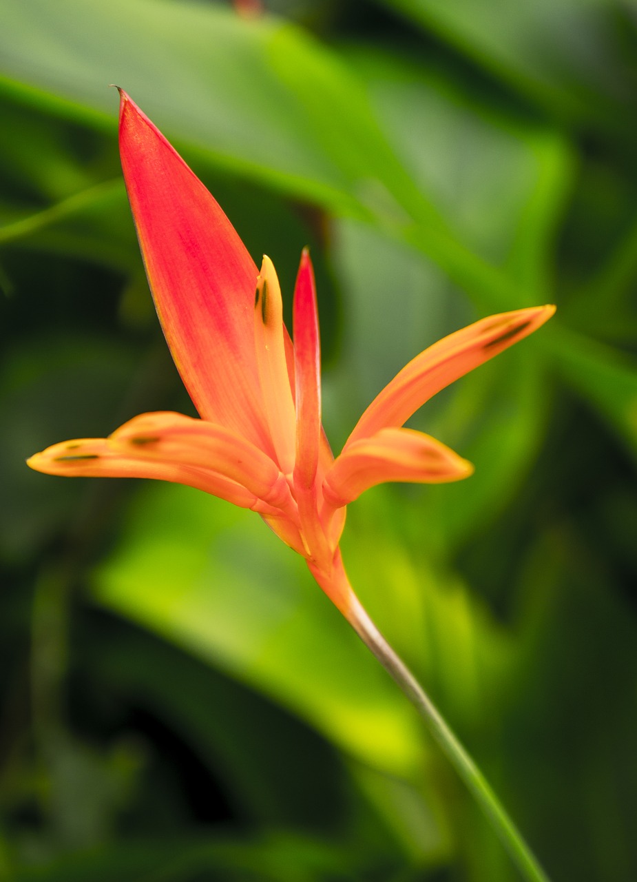 lily red natural free photo