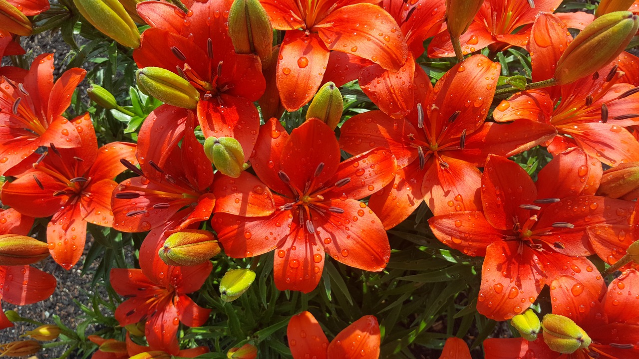 lily oriental lily flower free photo