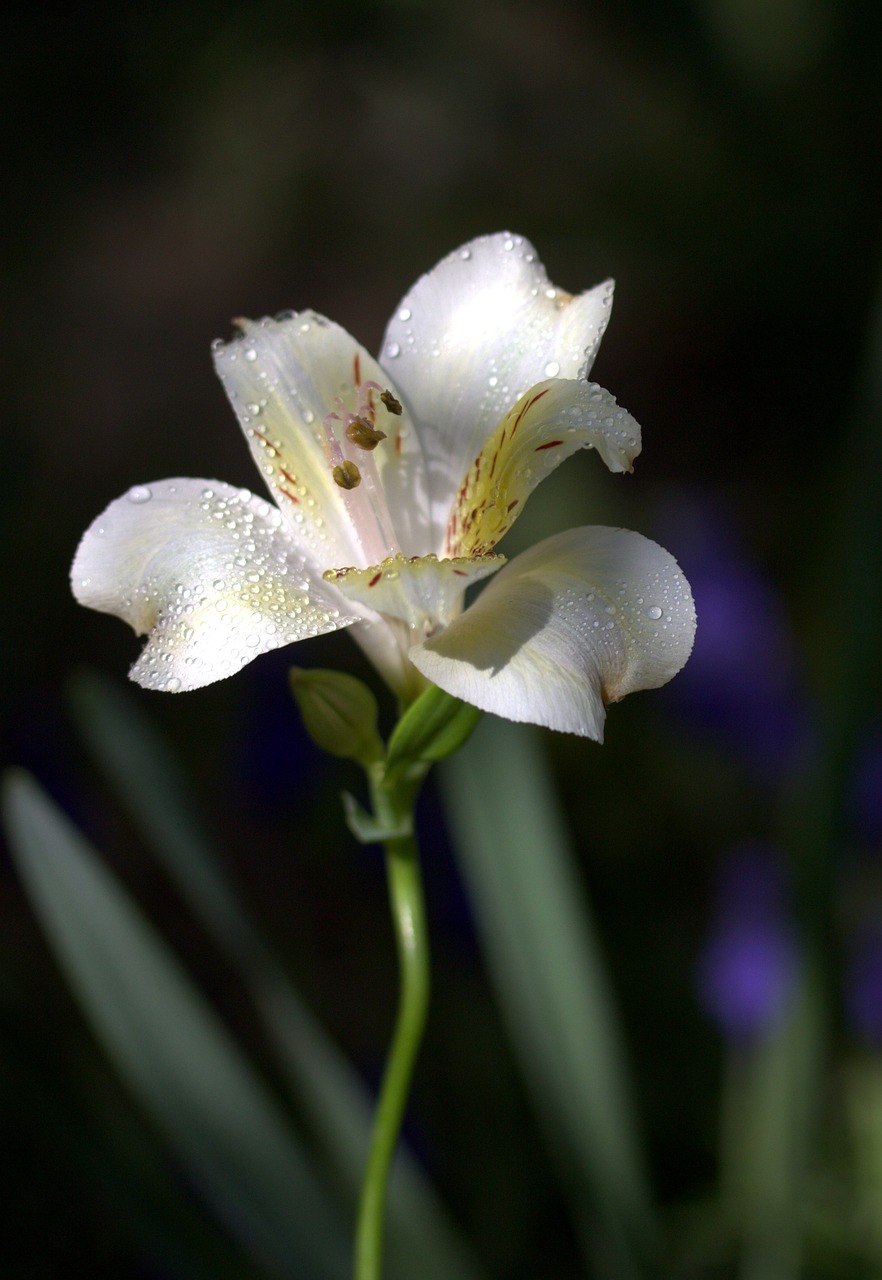 lily flower wild free photo