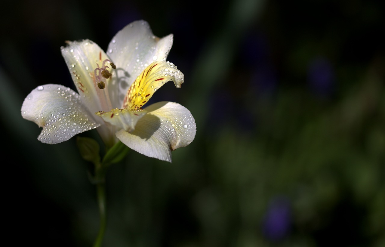 lily flower wild free photo