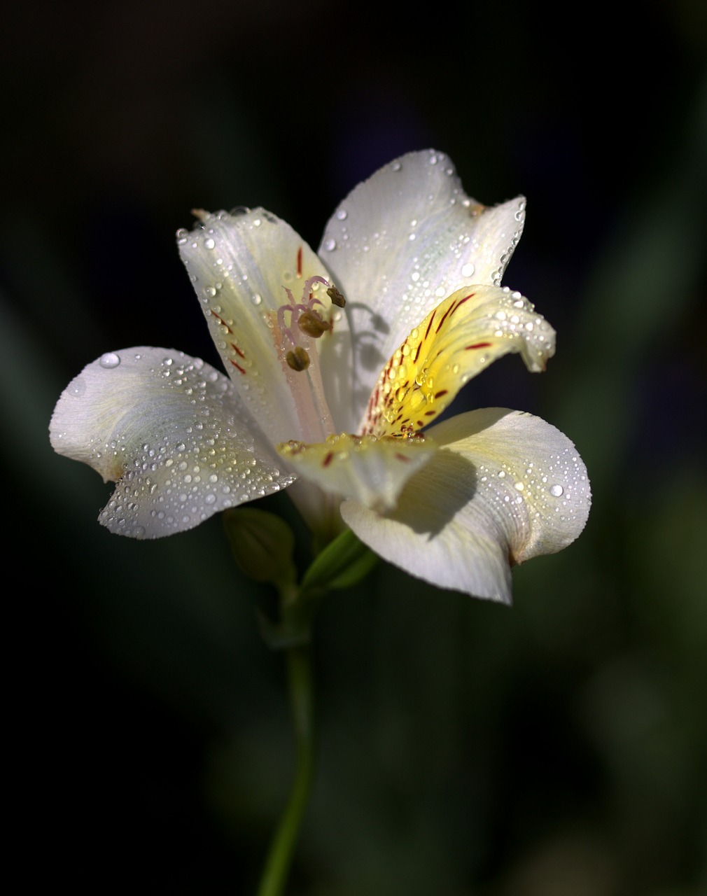 lily flower wild free photo