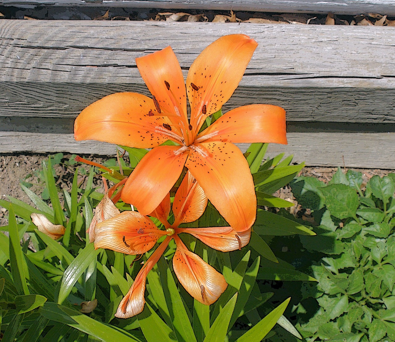 lily flower garden flower free photo