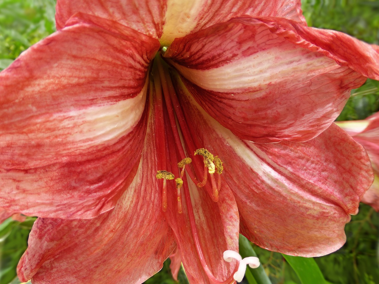 lily flower stamen free photo