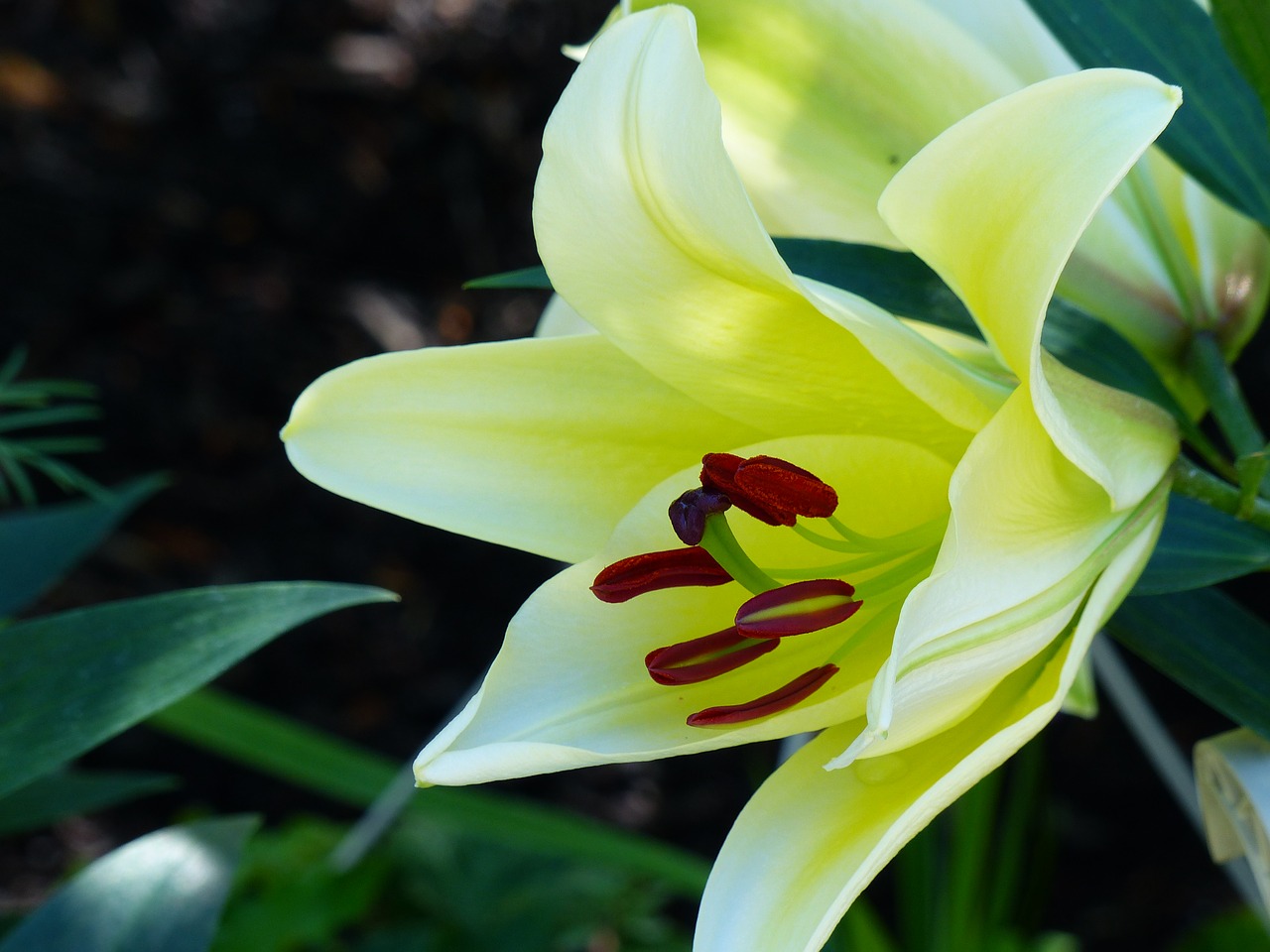 lily yellow close up free photo