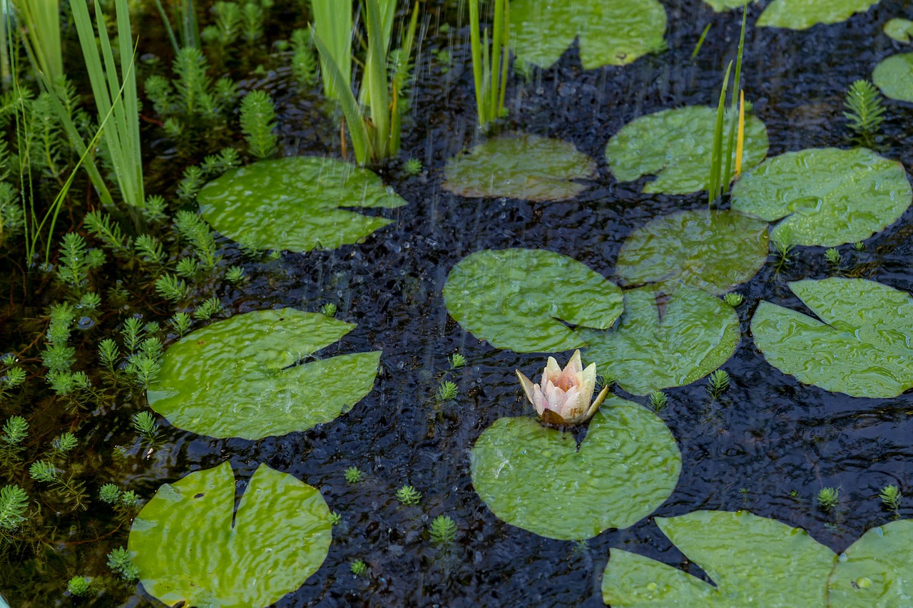 lily pond water free photo