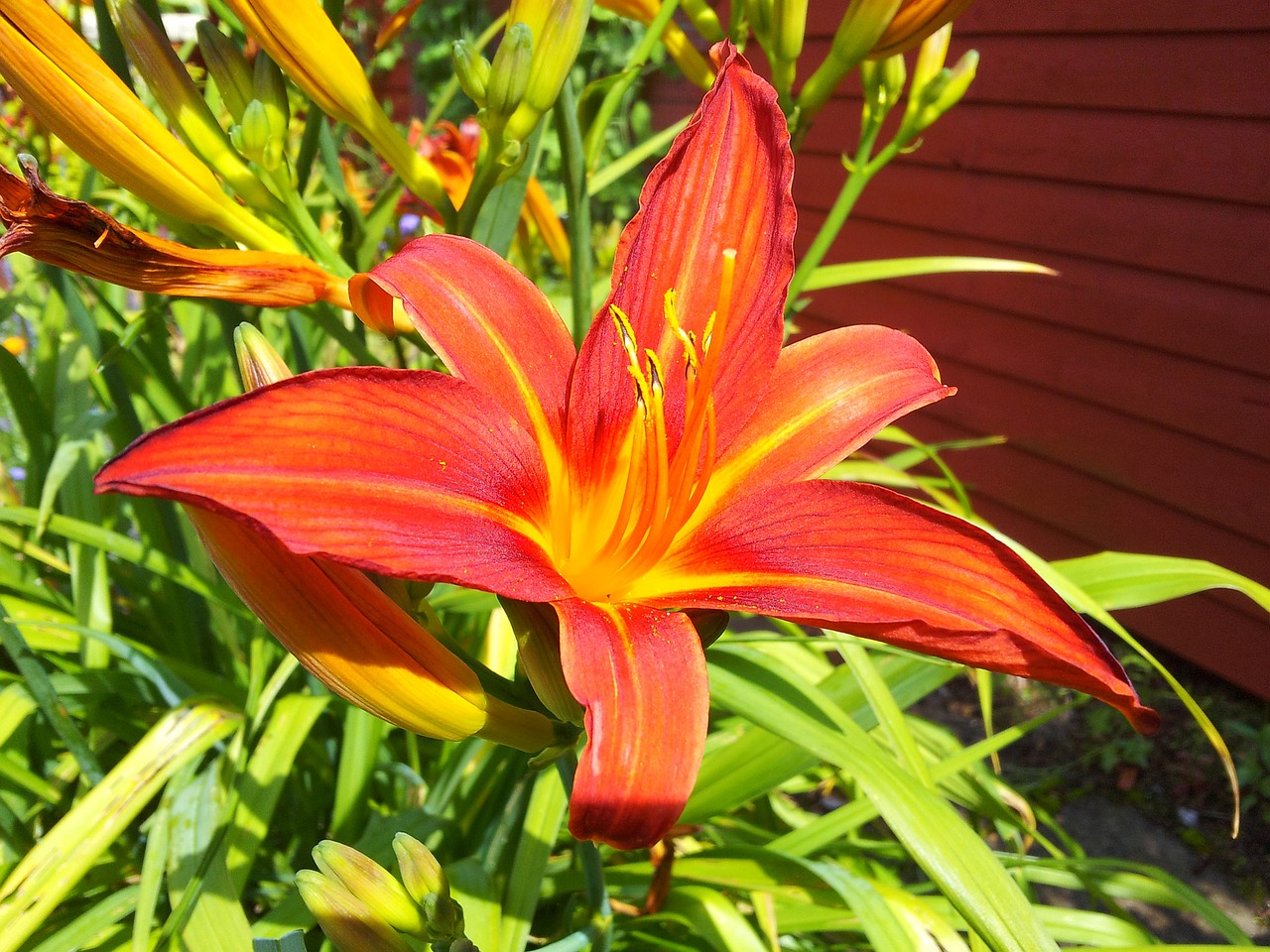 lily garden plant free photo