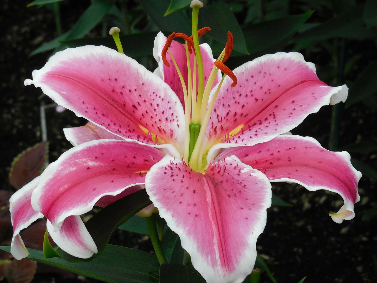 lily flower pink free photo