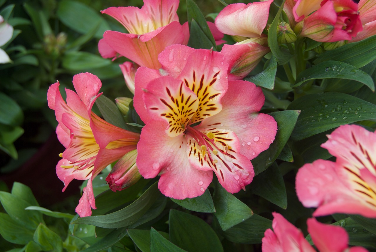 lily flower nature free photo