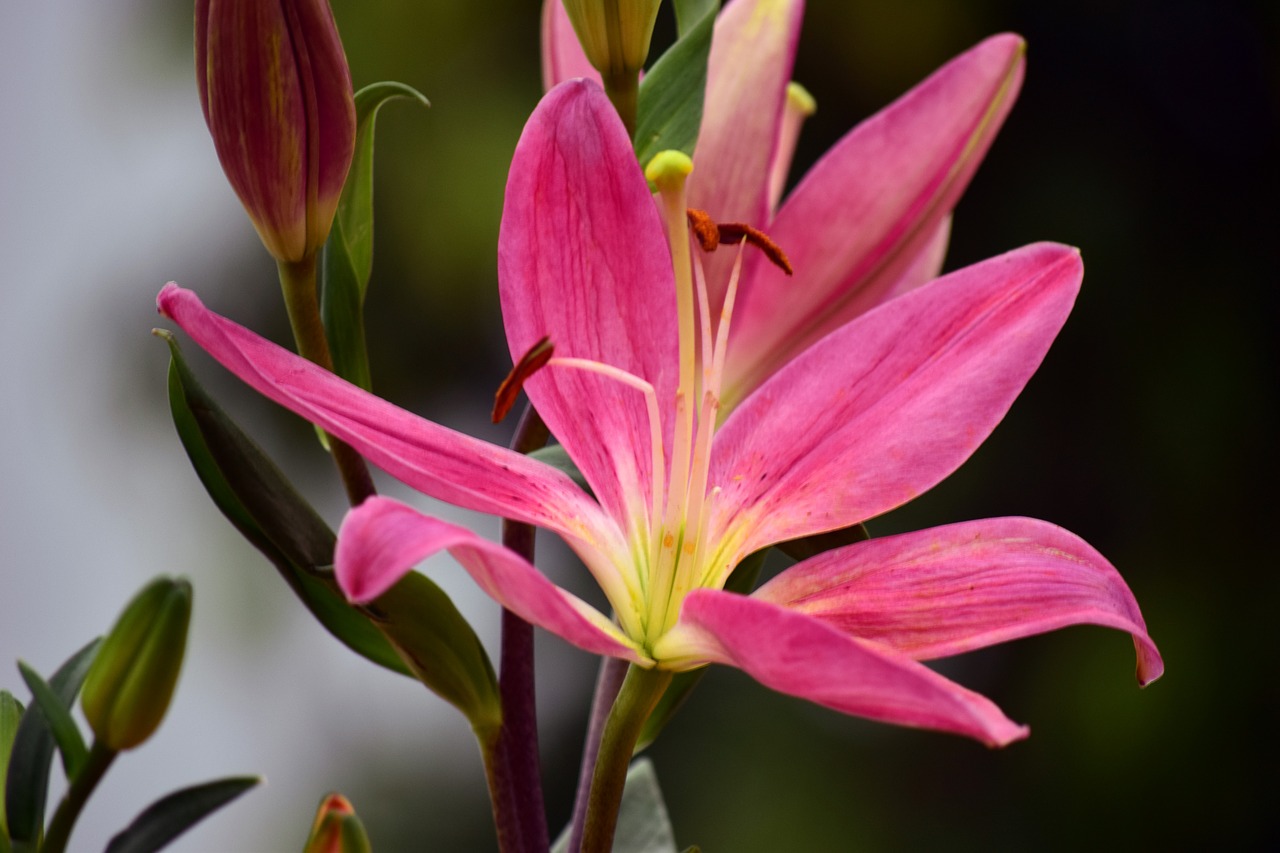 lily flower pink free photo