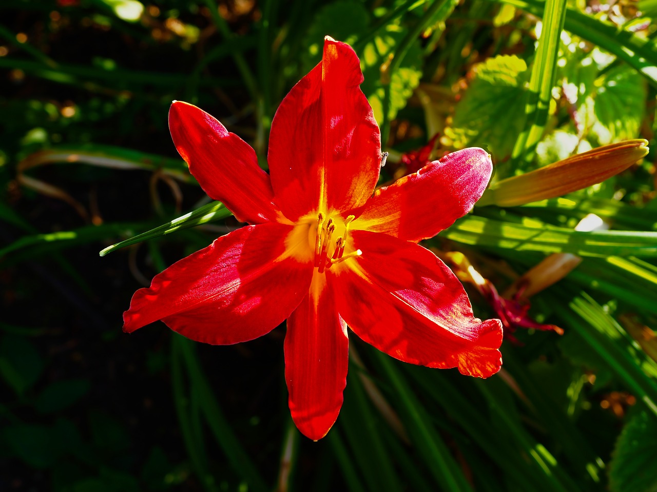 lily flower red free photo