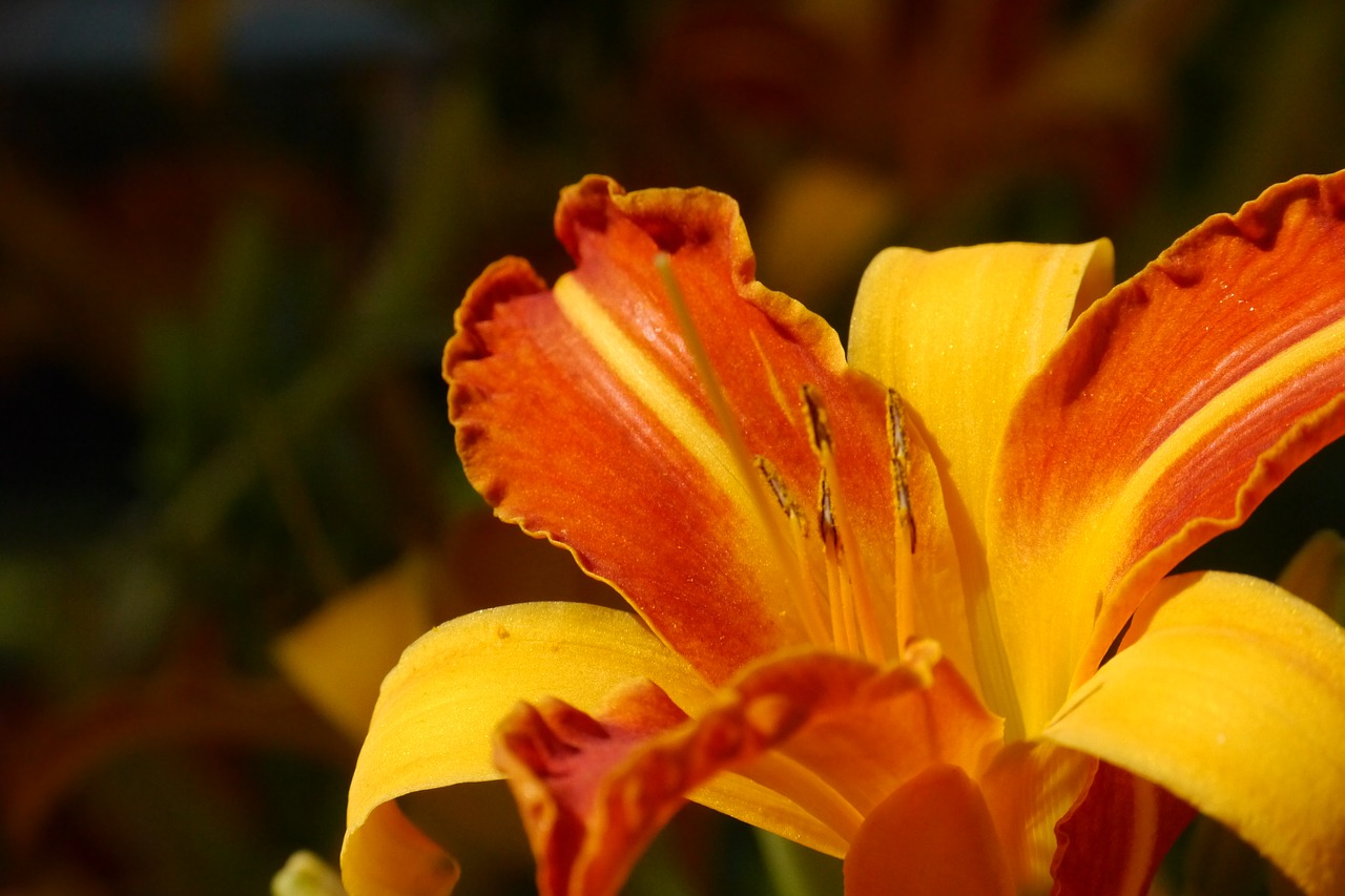 lily daylily blossom free photo