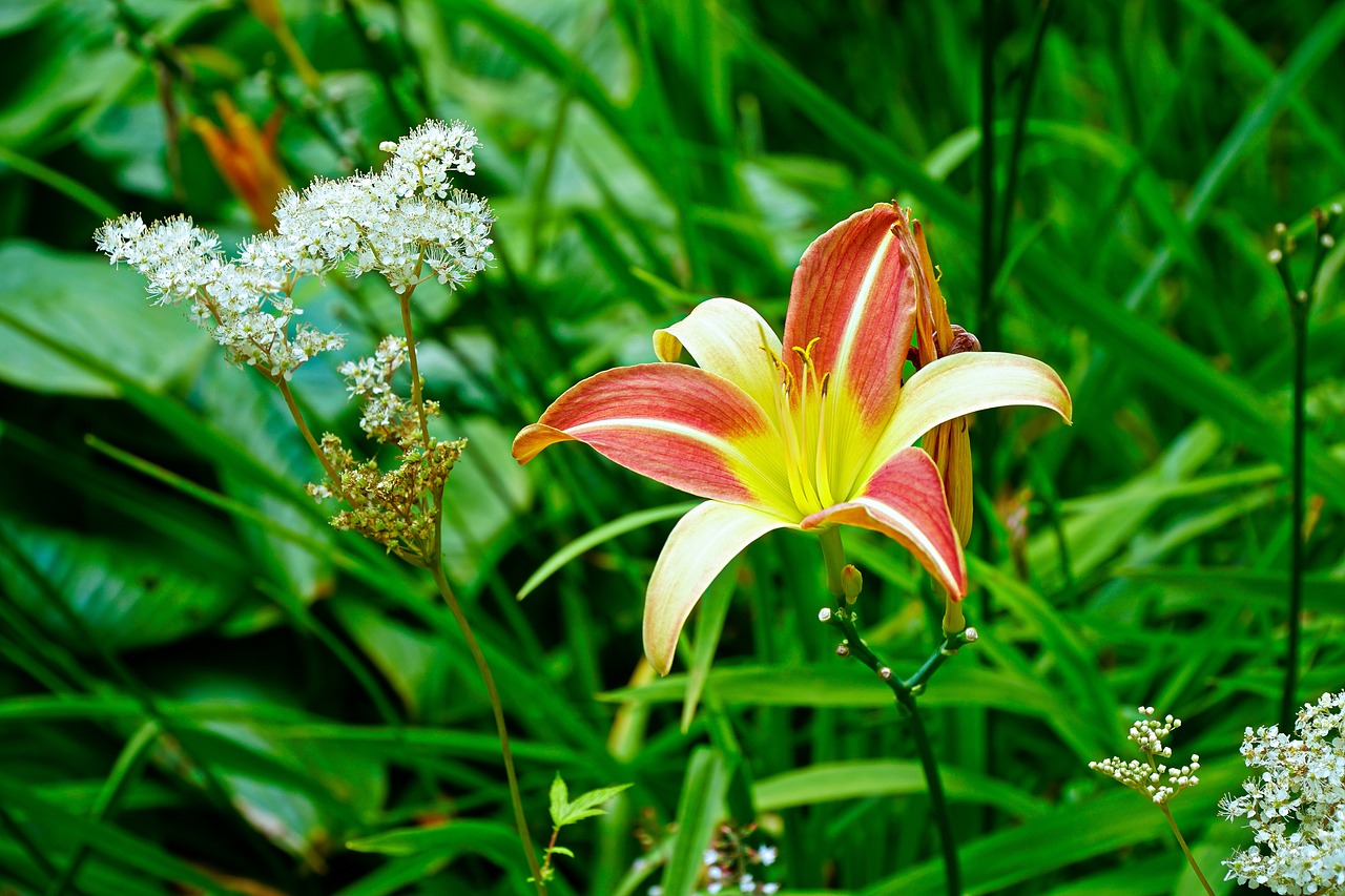 lily flower plant free photo