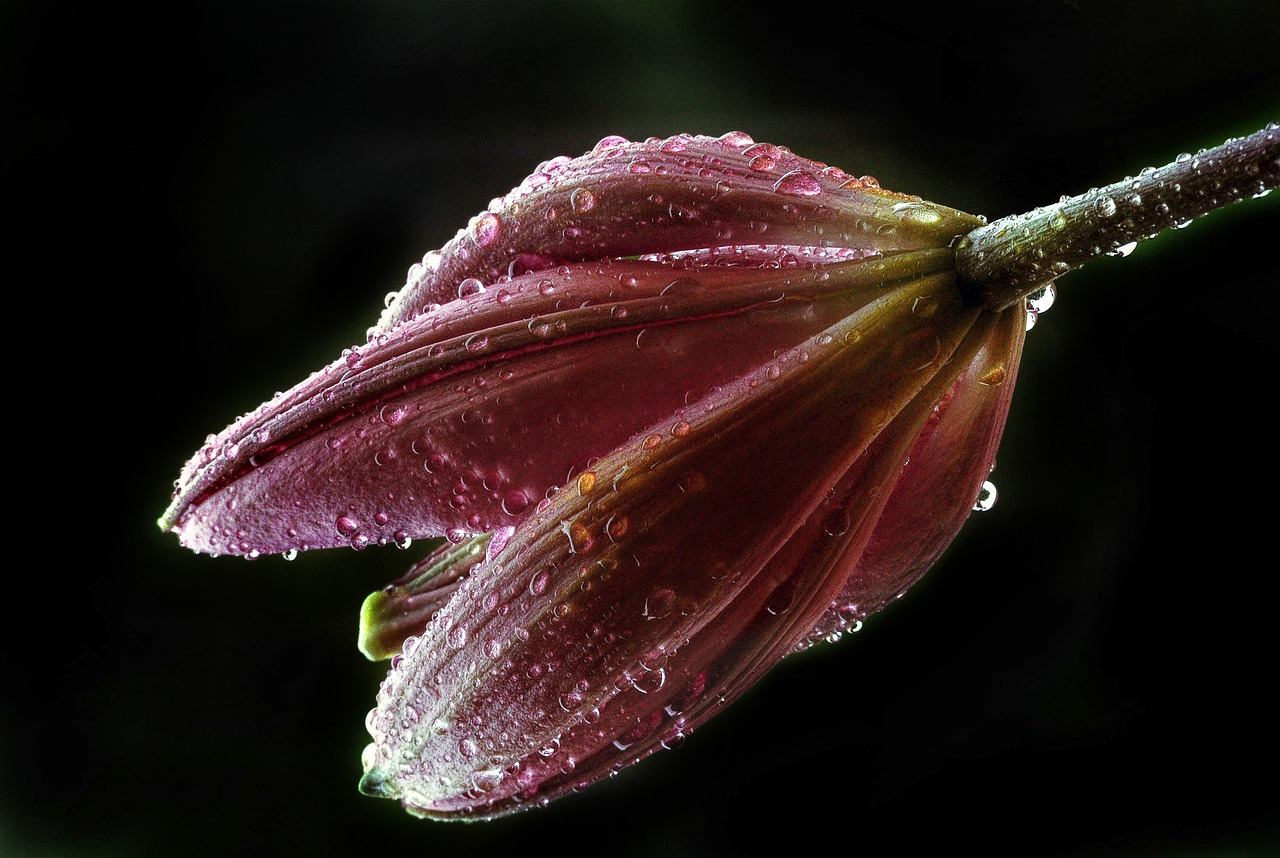 lily bud petals free photo