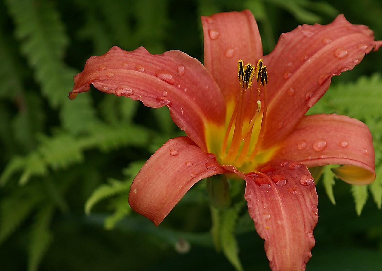 lily flower cup free photo