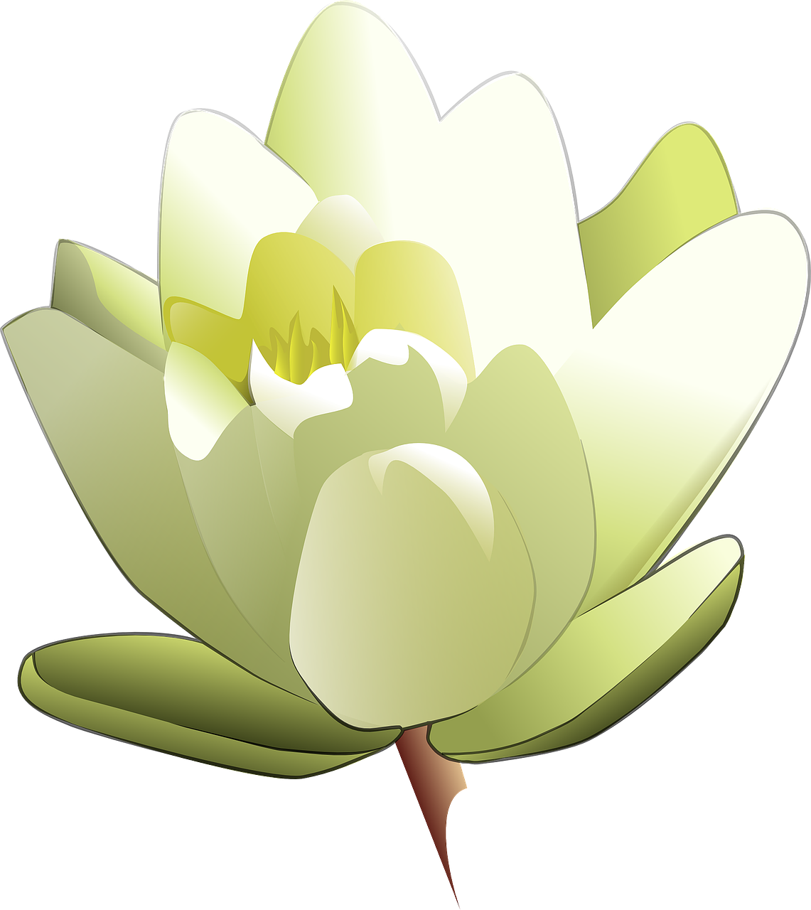 lily white lotus free photo