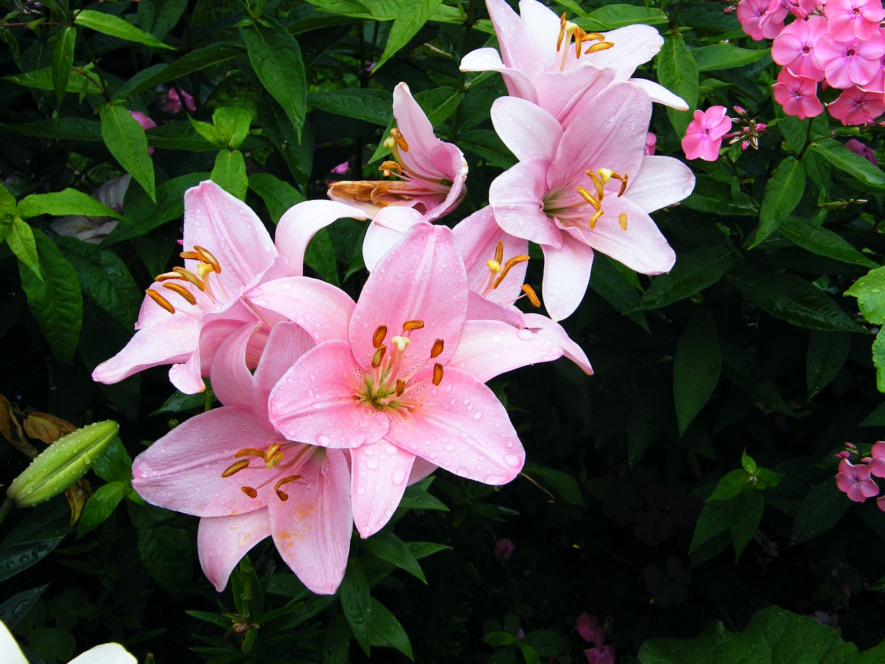 lily pink flower free photo