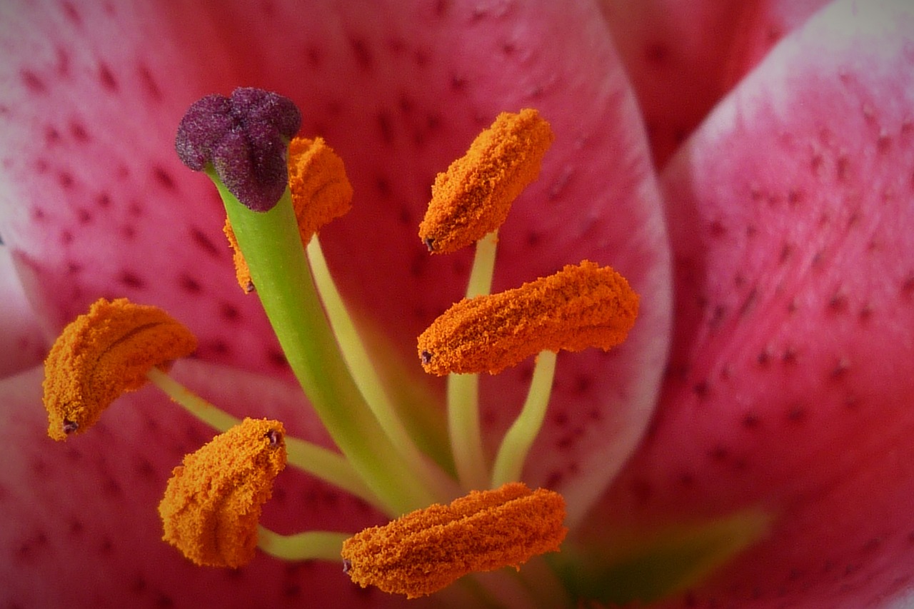 lily stamen flower free photo