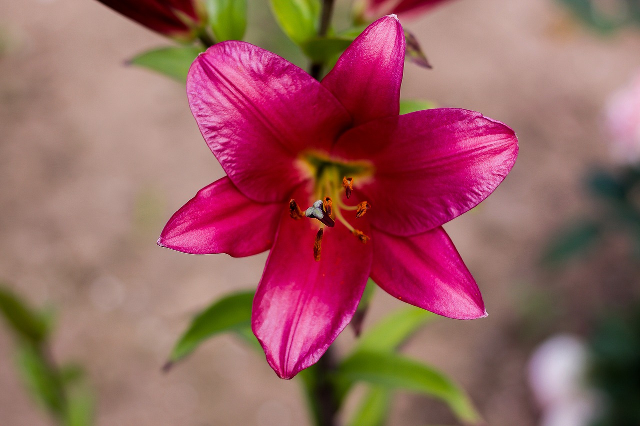 lily plant flower free photo