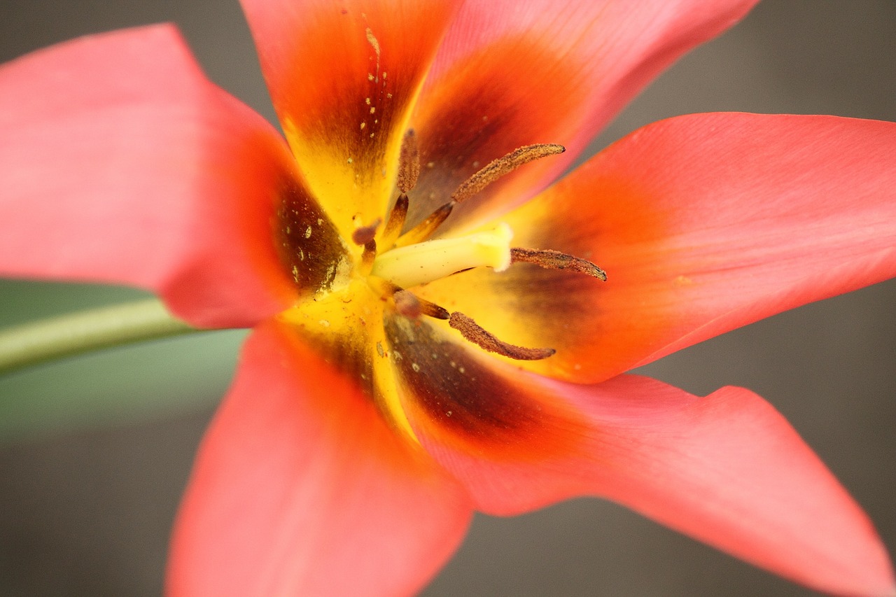 lily spring flower flower free photo