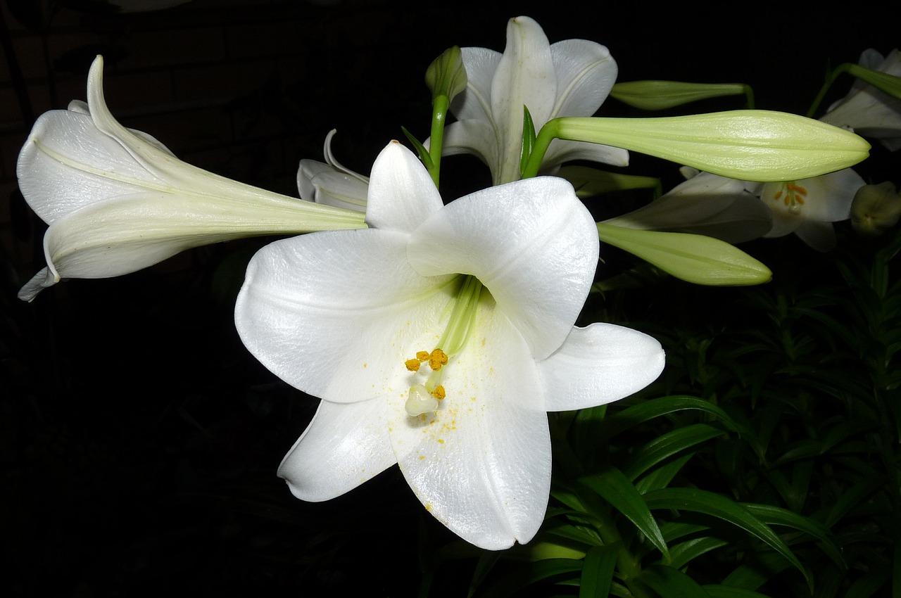 lily flower white free photo