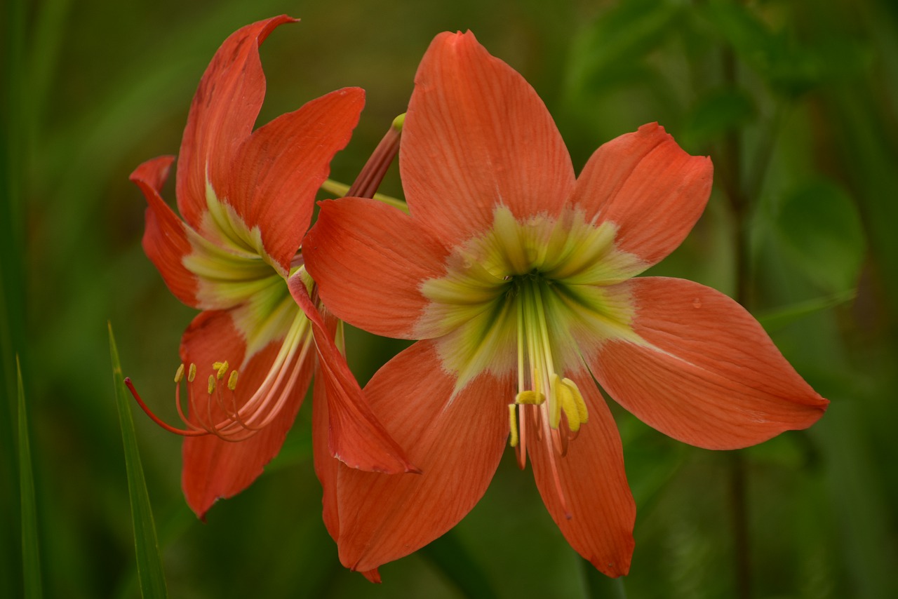 lily flower petal free photo