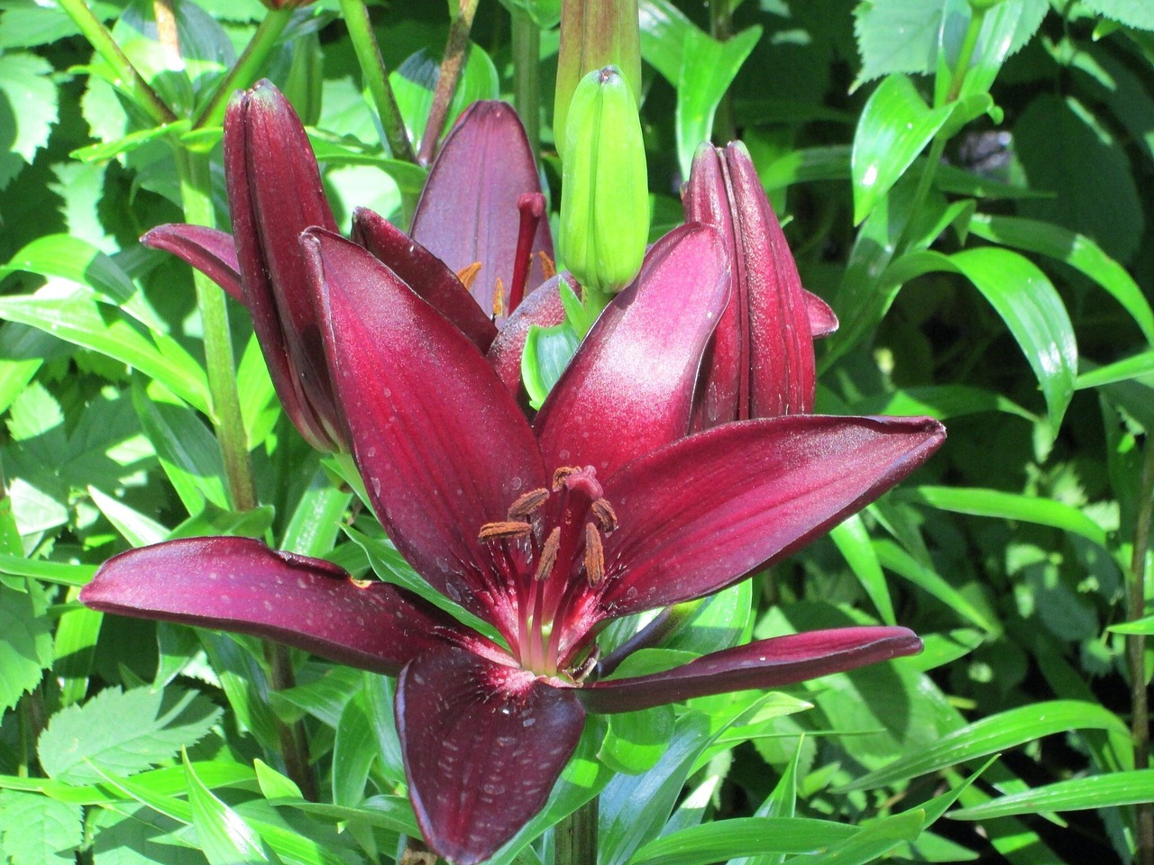 Lily,purple,daylily,flower,bloom - free image from needpix.com