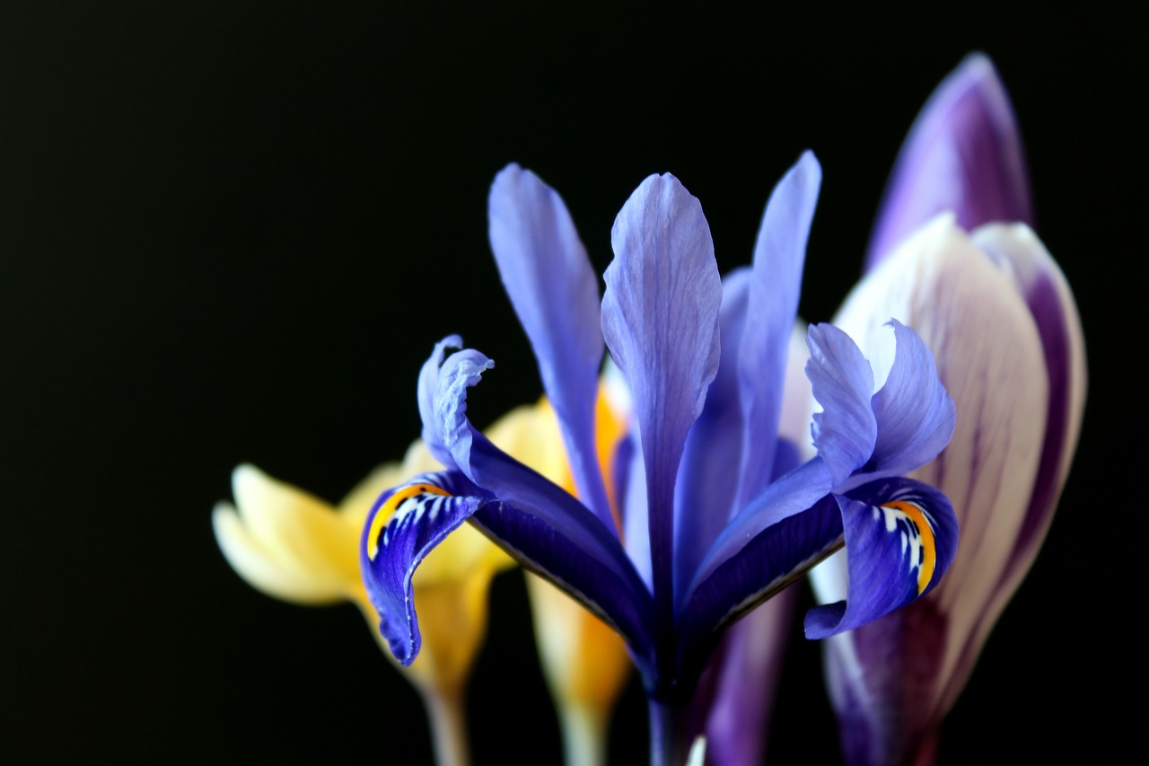 lily early bloomer purple free photo