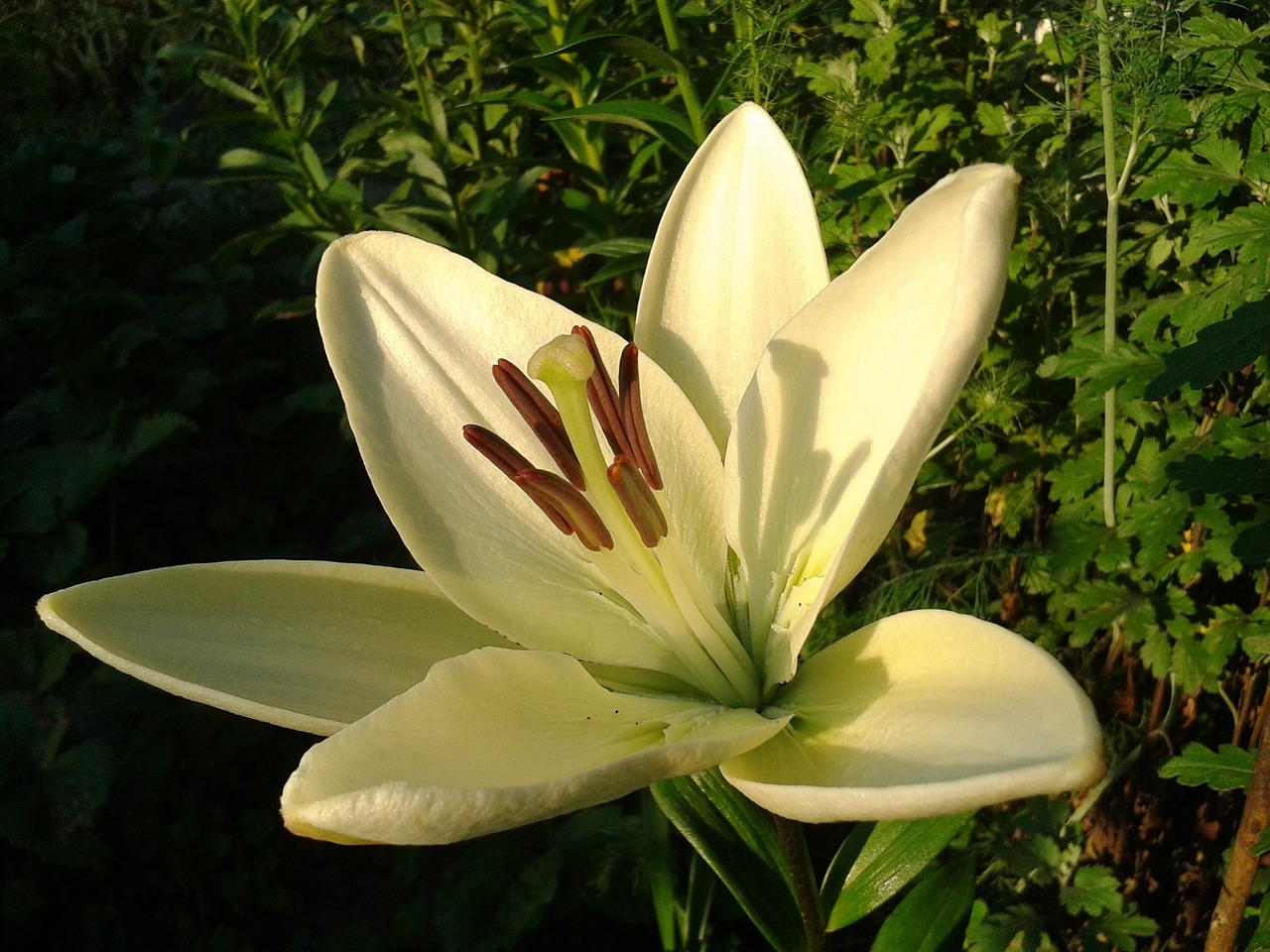 lily flower nature free photo