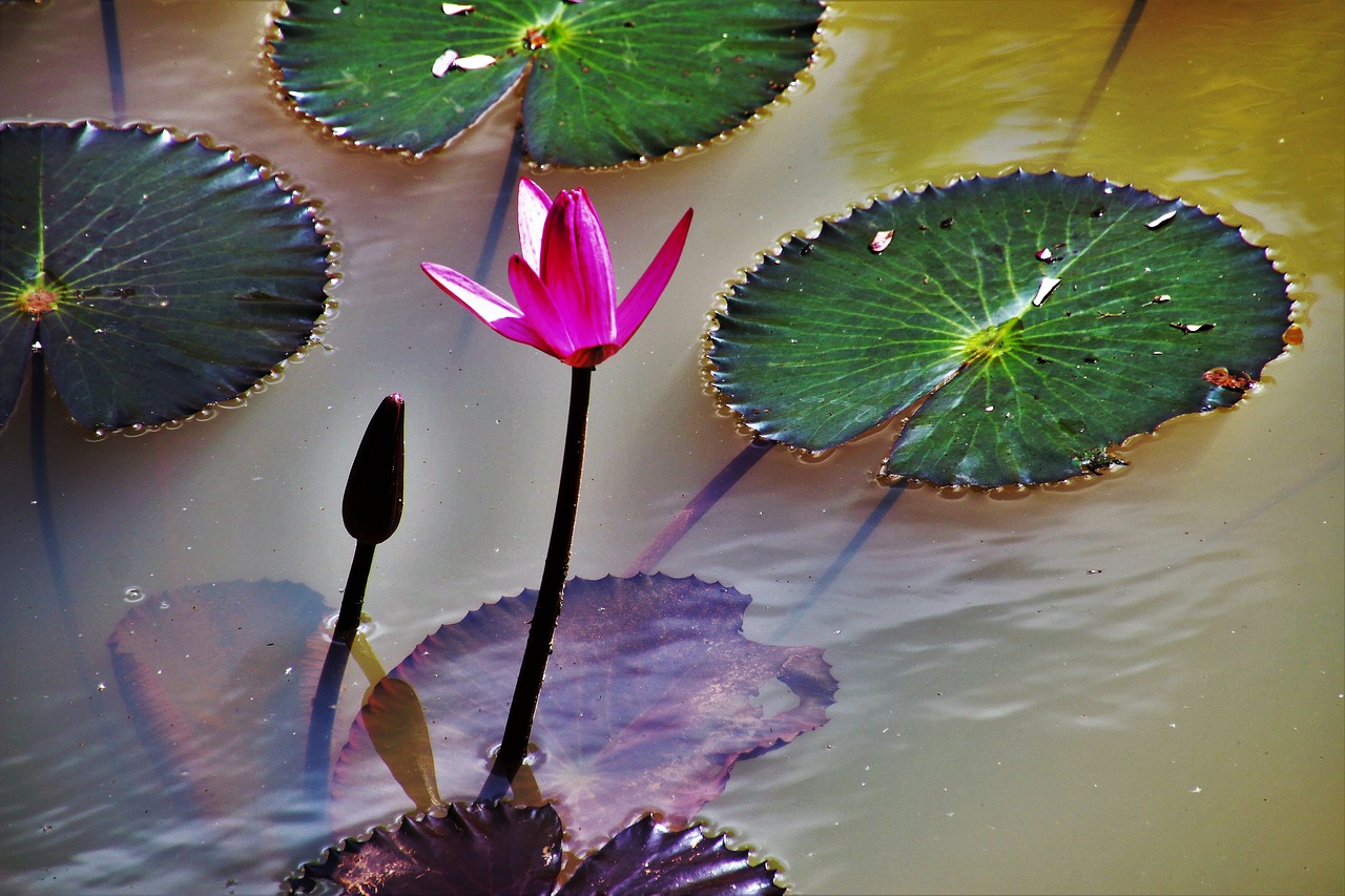 lily water pond free photo