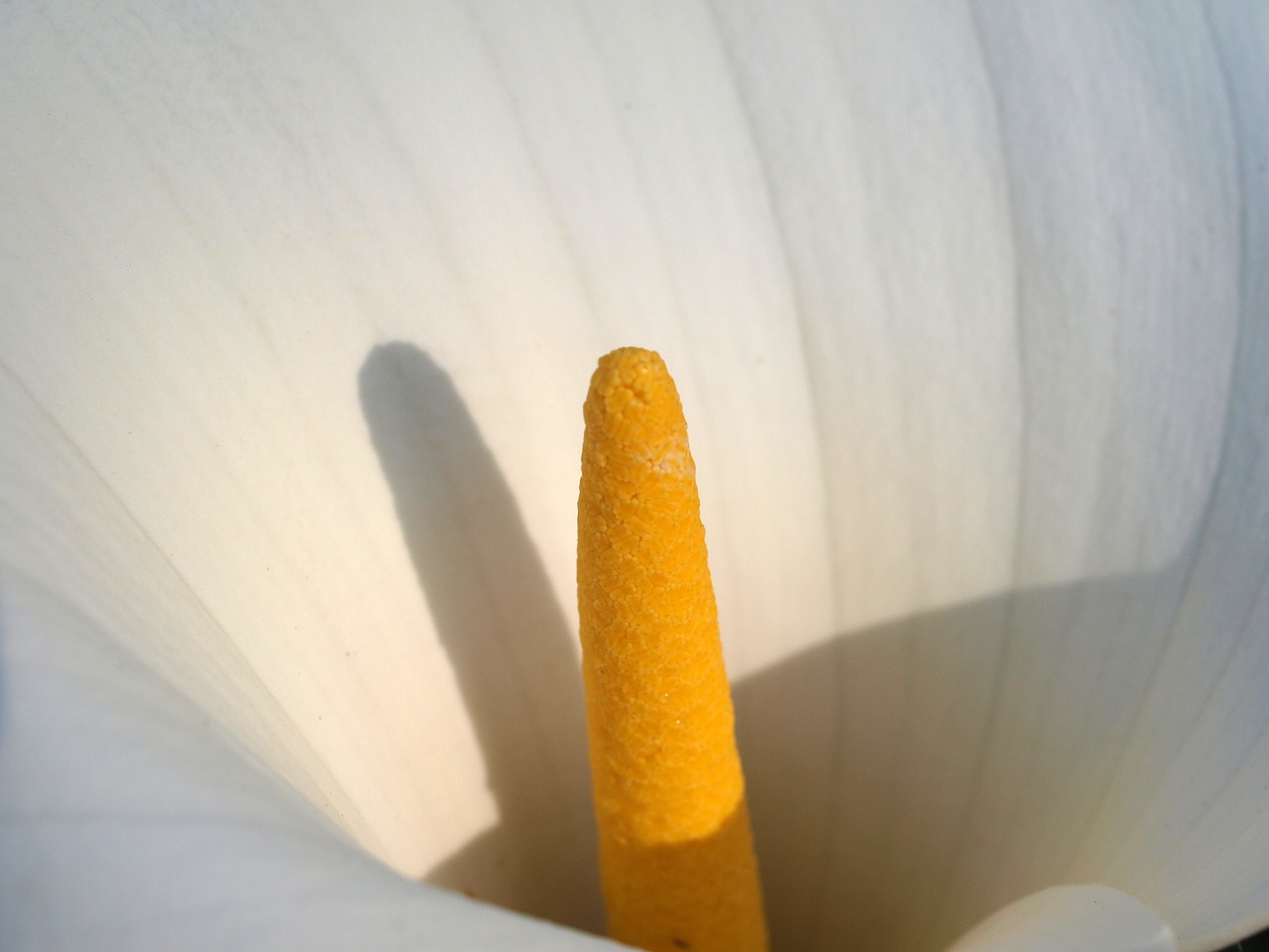 lily flower closeup free photo