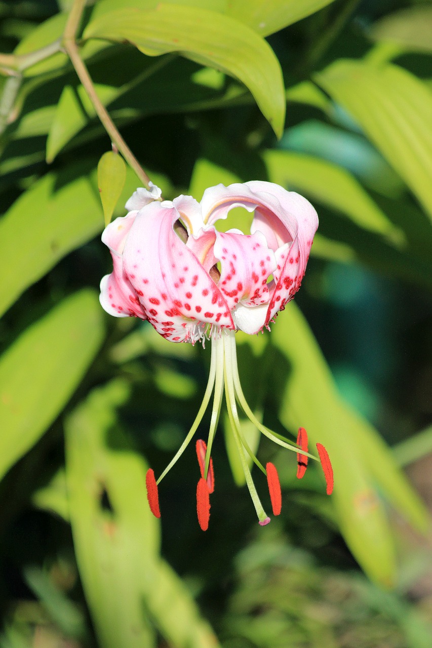 lily garden flower nature free photo