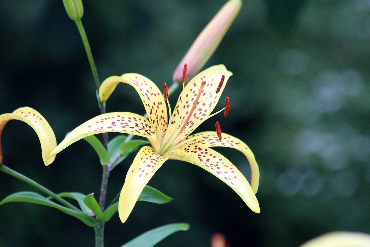 lily nature plant free photo