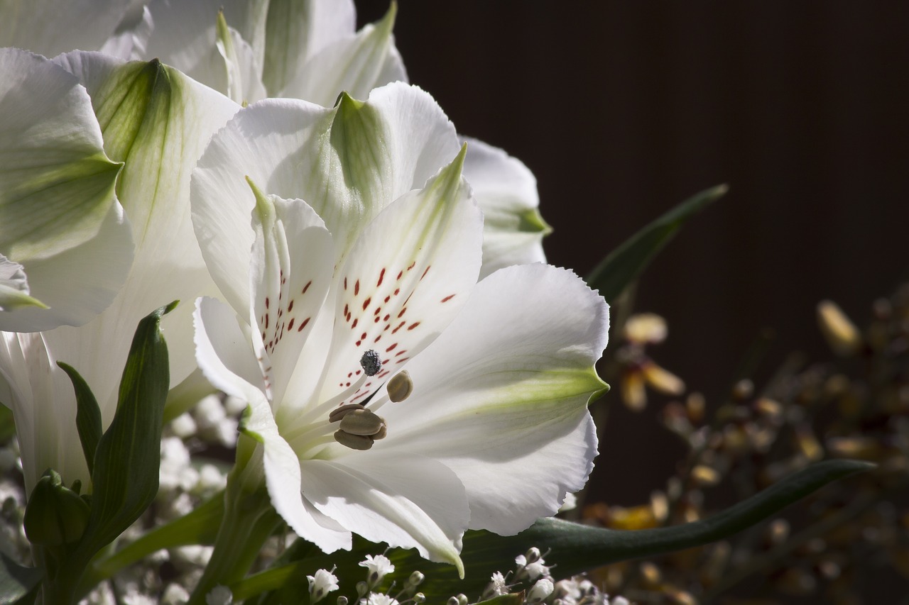 lily white flower free photo