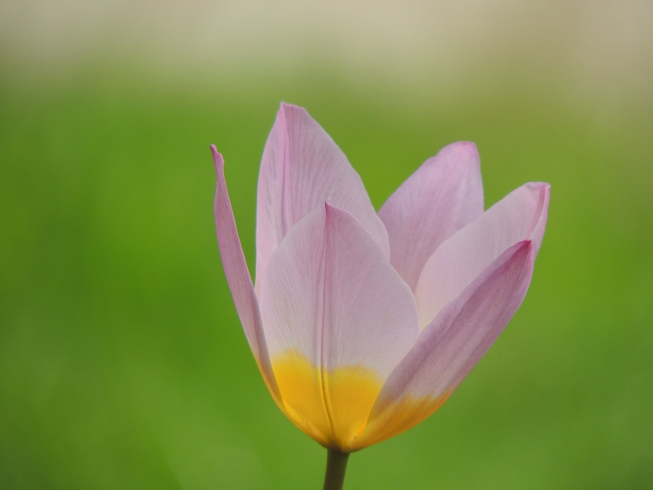 lily blossom bloom free photo